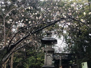 赤坂氷川神社　梅